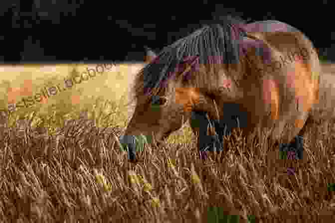 A Breathtaking Image Of A Horse Grazing Peacefully In A Lush Green Meadow. ON TOP OF THE HORSE