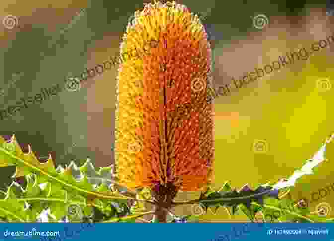 A Close Up Of A Vibrant Banksia Flower Banksia Grevillea And The Other Proteaceae Of Western Australia