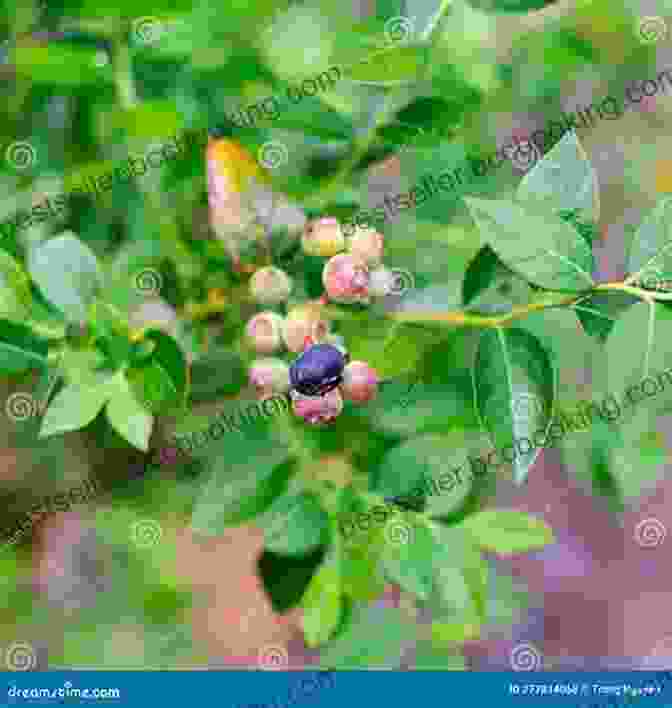 A Cluster Of Ripe Blueberries Nestled Amidst Lush Green Leaves Pacific Northwest Foraging: 120 Wild And Flavorful Edibles From Alaska Blueberries To Wild Hazelnuts (Regional Foraging Series)