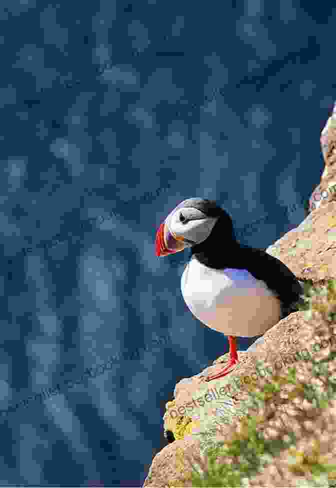 A Cute Puffin Perched On A Cliff In Iceland. FIRE AND ICE ICELAND GREENLAND: 2024 23 Edition