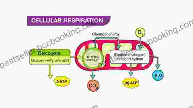 A Diagram Illustrating The Process Of Cellular Respiration, Detailing The Breakdown Of Glucose And The Release Of Energy The Biology Book: Big Ideas Simply Explained