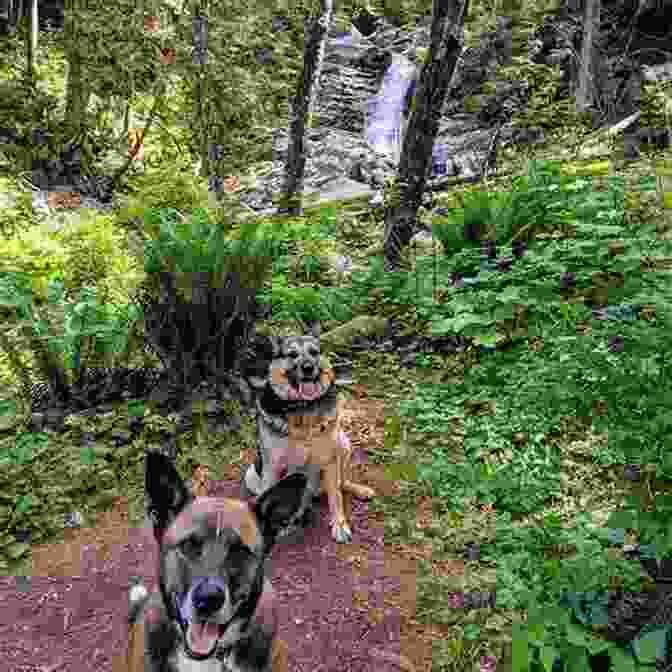 A Dog Hiking On A Trail In Berks County, Pennsylvania A Bark In The Park Pennsylvania Dutch Country: The 20 Best Places To Hike With Your Dog (Hike With Your Dog Guidebooks)