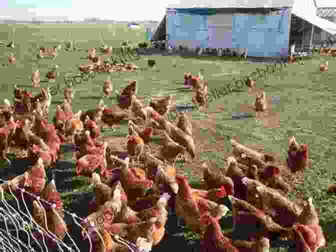 A Flock Of Chickens Running Wild On A Farm The Trouble With Chickens: A J J Tully Mystery (J J Tully Mysteries 1)