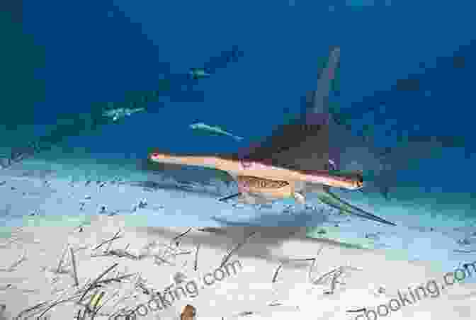 A Group Of Hammerhead Sharks Hunting Pocket Genius: Sharks: Facts At Your Fingertips