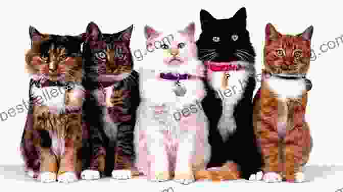 A Group Of Kittens Of Different Breeds The Everything Of Cats And Kittens