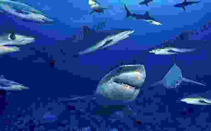 A Group Of Sharks Swimming In The Ocean Pocket Genius: Sharks: Facts At Your Fingertips