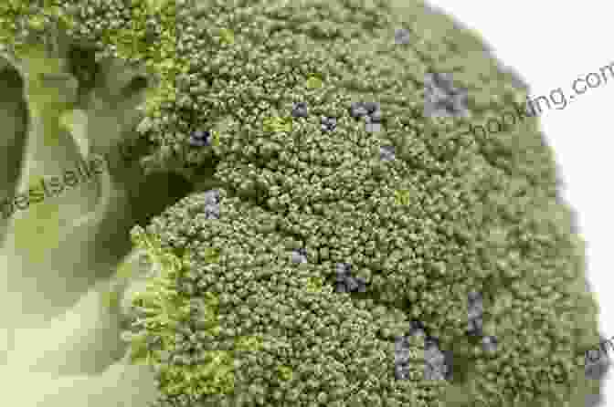 A Head Of Broccoli Fight Breast Cancer With Food: Top 30 Foods For Breast Cancer Kidney Diseases Cancer Diabetes Heart Diseases Alzheimer S Asthma Arthritis COPD Fibrosis (Top 10 Foods To Fight Diseases)