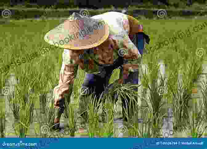 A Japanese Man Is Working In A Rice Paddy. Japanese Portraits: Pictures Of Different People (Tuttle Classics)