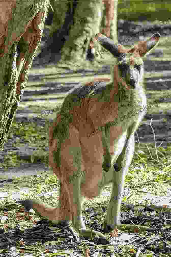 A Kangaroo, A Marsupial Native To Australia Let S Look At Australia (Let S Look At Countries)