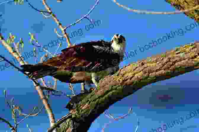 A Majestic Osprey Perched On A Tree Branch, Its Wings Outstretched. The Call Of The Osprey (Scientists In The Field)