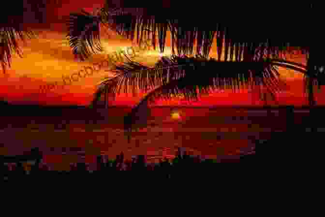 A Stunning Sunset Over A South Florida Beach, With Palm Trees Silhouetted Against The Fiery Sky Dreams Of The Turtle King: Poems Inspired By South Florida Beaches