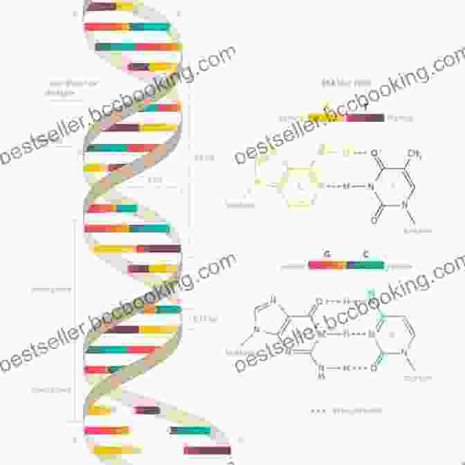 A Stylized Representation Of A DNA Molecule, Highlighting Its Double Helix Structure And Nucleotide Base Pairs The Biology Book: Big Ideas Simply Explained