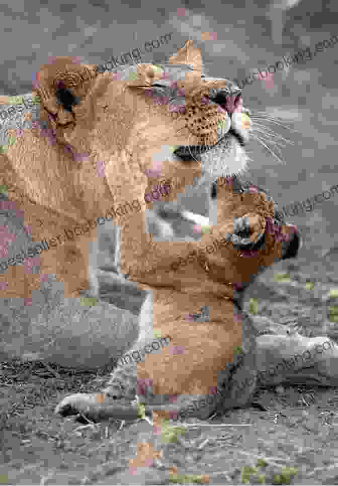 A Tender Moment Between A Protective Mother Lion And Her Adorably Playful Cub, Highlighting The Deep Emotional Connection Between Them. Mother S Love: Animal Moms And Their Babies
