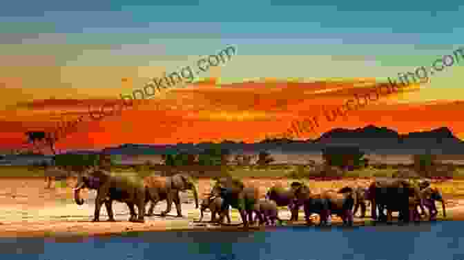 An African Elephant Herd Crossing A River In The Golden Light Of Sunset The Eye Of The Elephant: An Epic Adventure In The African Wilderness