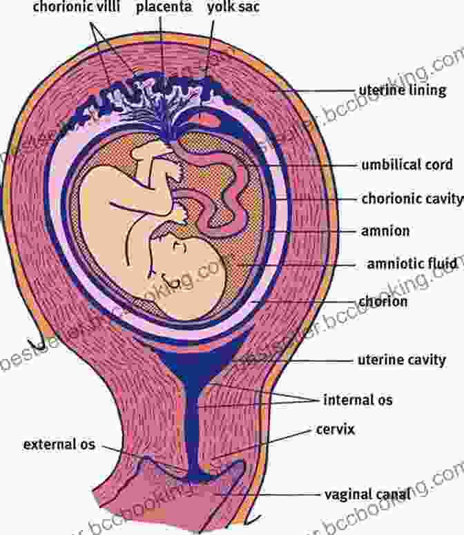 Anatomical Diagram Of Pregnancy Study Guide For Maternity Women S Health Care E