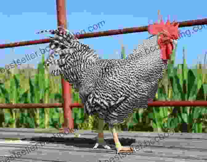 Barred Rock Chicken With Its Elegant Barred Plumage Chickens: The Best Backyard Chicken Breeds For Organic Meat And Eggs (poultry Homesteading Coop Self Sufficient Backyard Chickens Hens Off The Grid)