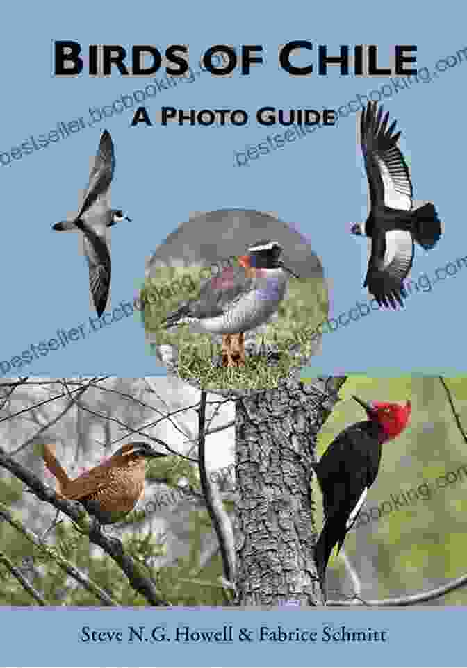 Birds Of Chile Photo Guide Birds Of Chile: A Photo Guide