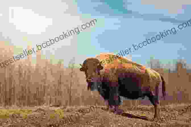 Bison On The Roam S Is For Sunflower: A Kansas Alphabet (Discover America State By State)