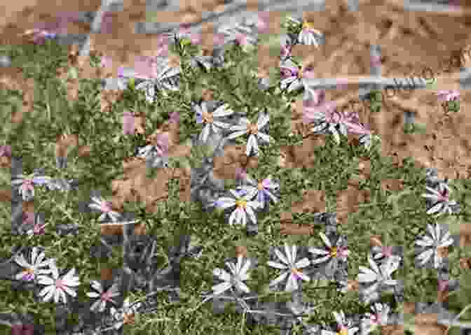 Daisies And The Asteraceae Of Western Australia Book Cover DAISIES And The Asteraceae Of Western Australia