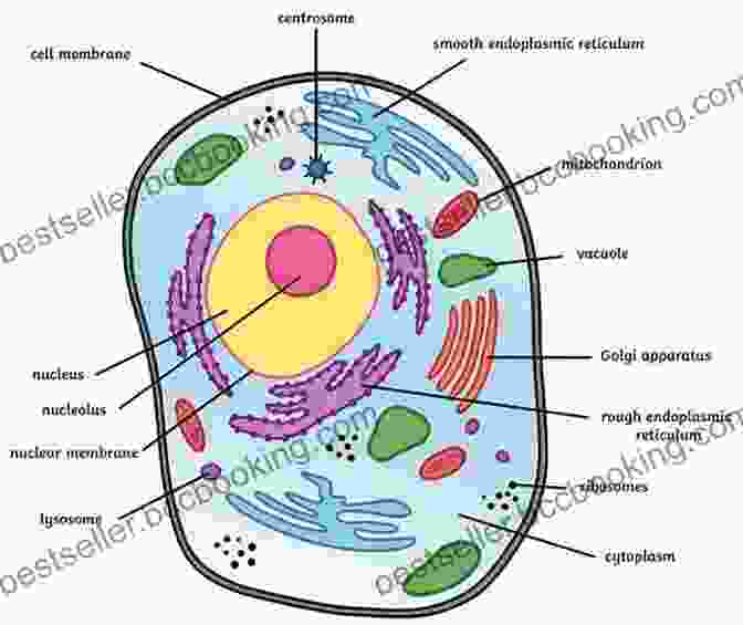 Diagram Of A Typical Animal Cell, Showcasing Its Various Organelles And Structures The Biology Book: Big Ideas Simply Explained