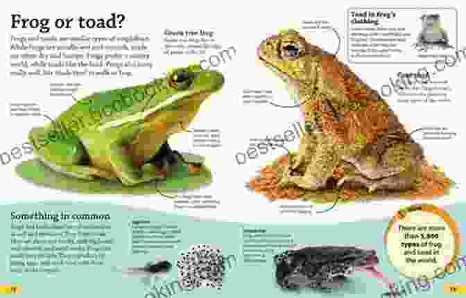DKfindout: Reptiles And Amphibians DKfindout Reptiles And Amphibians DK