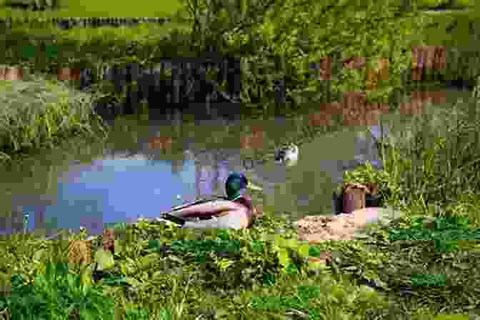 Ducks Swimming In A Natural Habitat Ducks Deborah Underwood