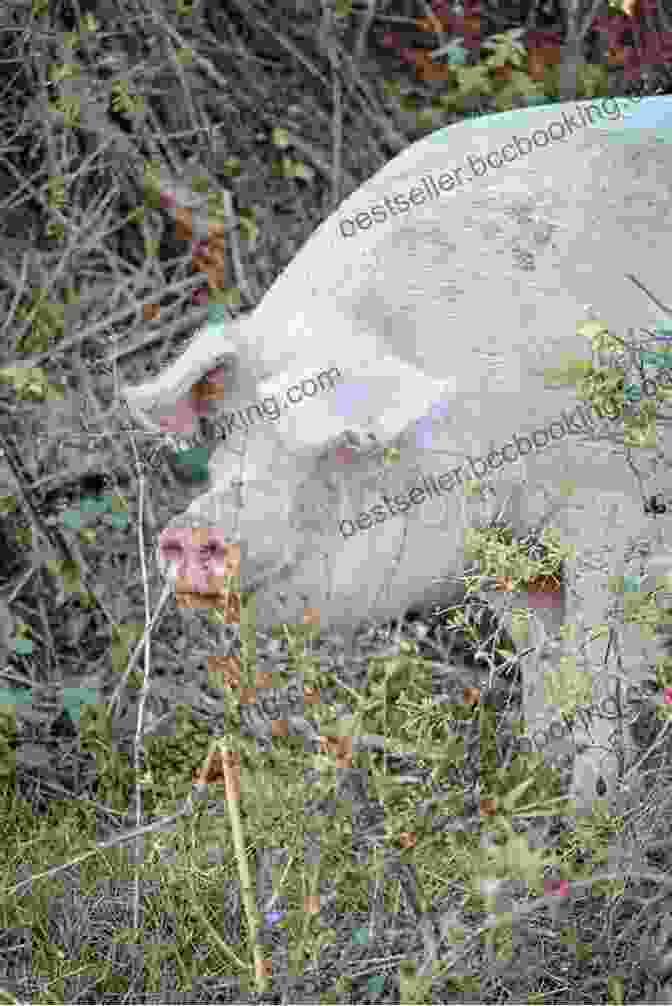 Hama The Pig Standing In A Grassy Field, Looking Up At The Sky. Hama The Pig S Big Adventure