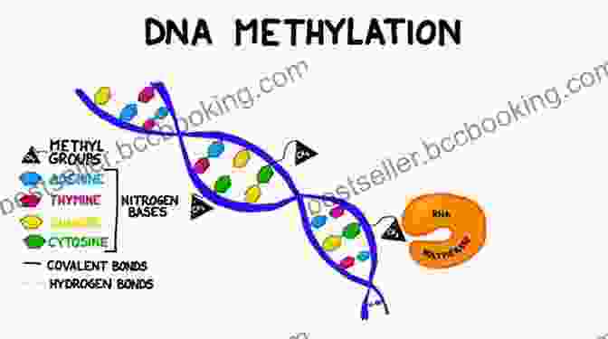 Illustration Of DNA Methylation The Story Of Evolution In 25 Discoveries: The Evidence And The People Who Found It