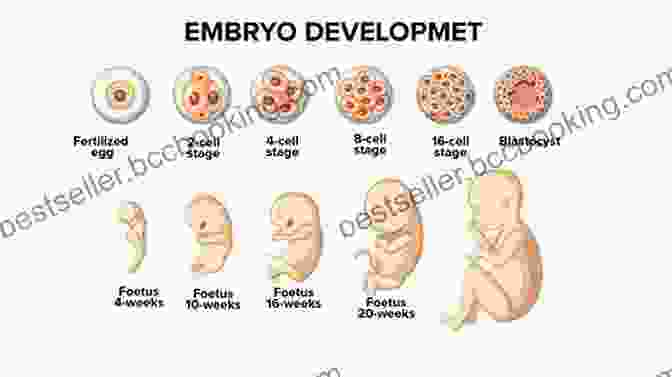 Illustration Of Embryonic Development The Story Of Evolution In 25 Discoveries: The Evidence And The People Who Found It