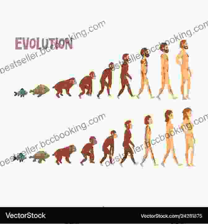 Illustrations Of Human Evolutionary Stages The Story Of Evolution In 25 Discoveries: The Evidence And The People Who Found It