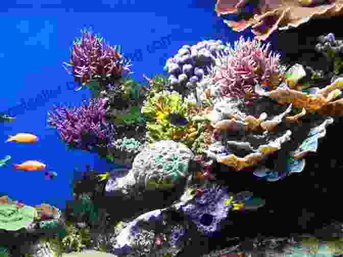 Image Of A Coral Reef The Story Of Evolution In 25 Discoveries: The Evidence And The People Who Found It