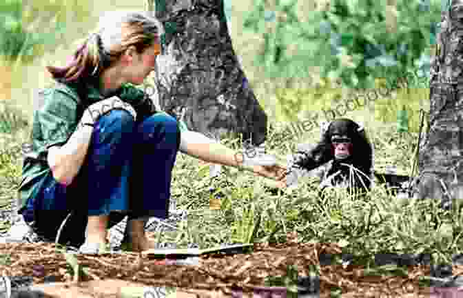 Jane Goodall Observes Chimpanzees In Their Natural Habitat In Gombe Stream National Park The Chimpanzee Lady : Jane Goodall Biography For Kids Children S Biography