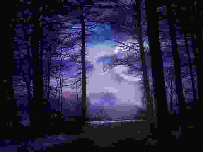 Luna Admiring The Beauty Of The Nighttime Forest Little Owl S Night Divya Srinivasan