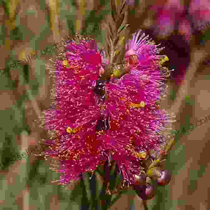 Melaleuca Rhaphiophylla, A Species Of Melaleuca With Bright Pink Flowers. VERTICORDIAS And Other MYRTACEAE Of WESTERN AUSTRALIA
