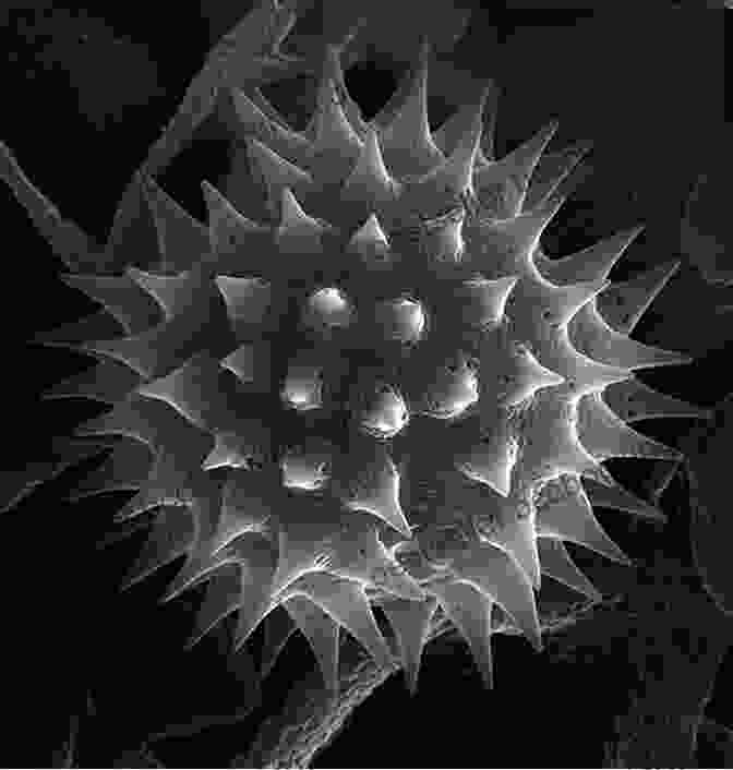 Microscopic Image Of Pollen Grains From Different Plant Species Practical Microscopy For Beekeepers Don Harris