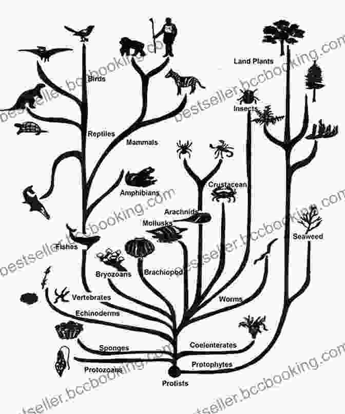 Phylogenetic Tree Of Life The Story Of Evolution In 25 Discoveries: The Evidence And The People Who Found It