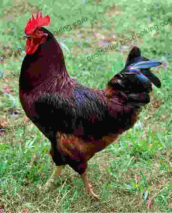 Rhode Island Red Chicken With Its Striking Mahogany Red Plumage Chickens: The Best Backyard Chicken Breeds For Organic Meat And Eggs (poultry Homesteading Coop Self Sufficient Backyard Chickens Hens Off The Grid)