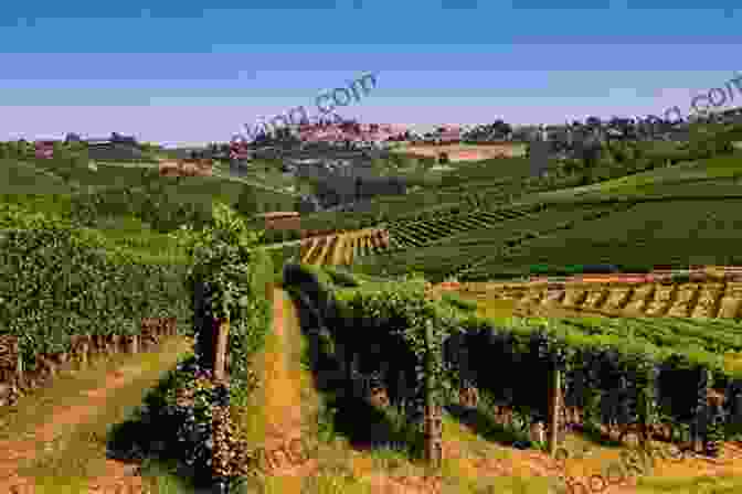 Rolling Hills And Vineyards In The Enchanting Veneto Countryside DK Eyewitness Venice And The Veneto (Travel Guide)