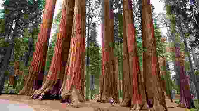 Sequoia National Park, California DK Eyewitness California (Travel Guide)