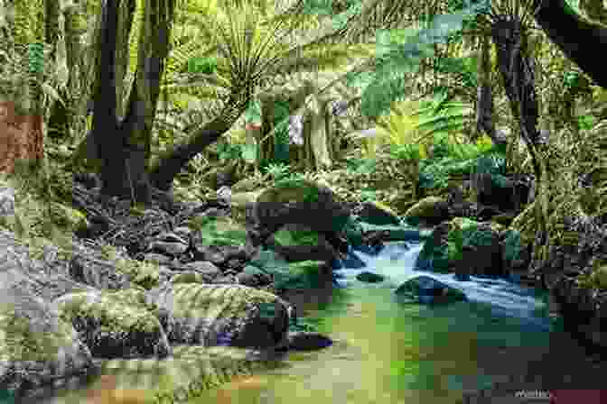 Vast, Temperate Rainforest With Lush Vegetation And Abundant Wildlife Undiscovered America: Unknown Natural Wonders And Potential National Parks