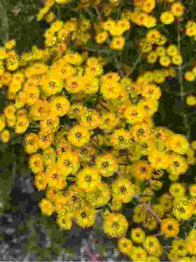 Verticordia Chrysantha, A Species Of Verticordia With Bright Yellow Flowers. VERTICORDIAS And Other MYRTACEAE Of WESTERN AUSTRALIA