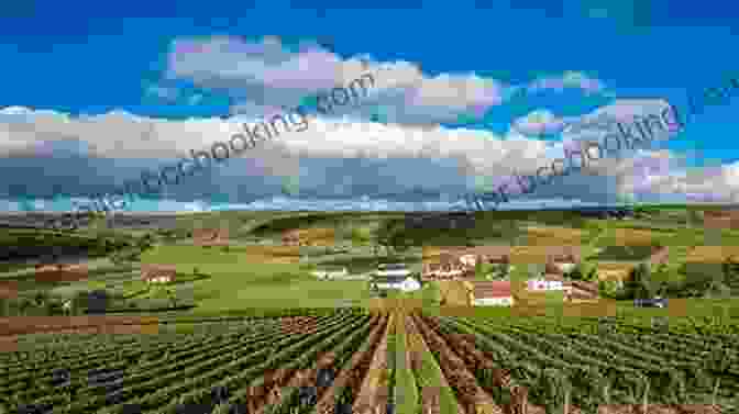 Vineyards In The Loire Valley, Producing World Renowned Wines DK Eyewitness Loire Valley (Travel Guide)
