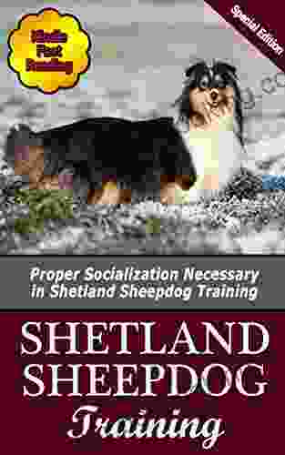 Shetland Sheepdog Training: Proper Socialization Necessary In Shetland Sheepdog Training